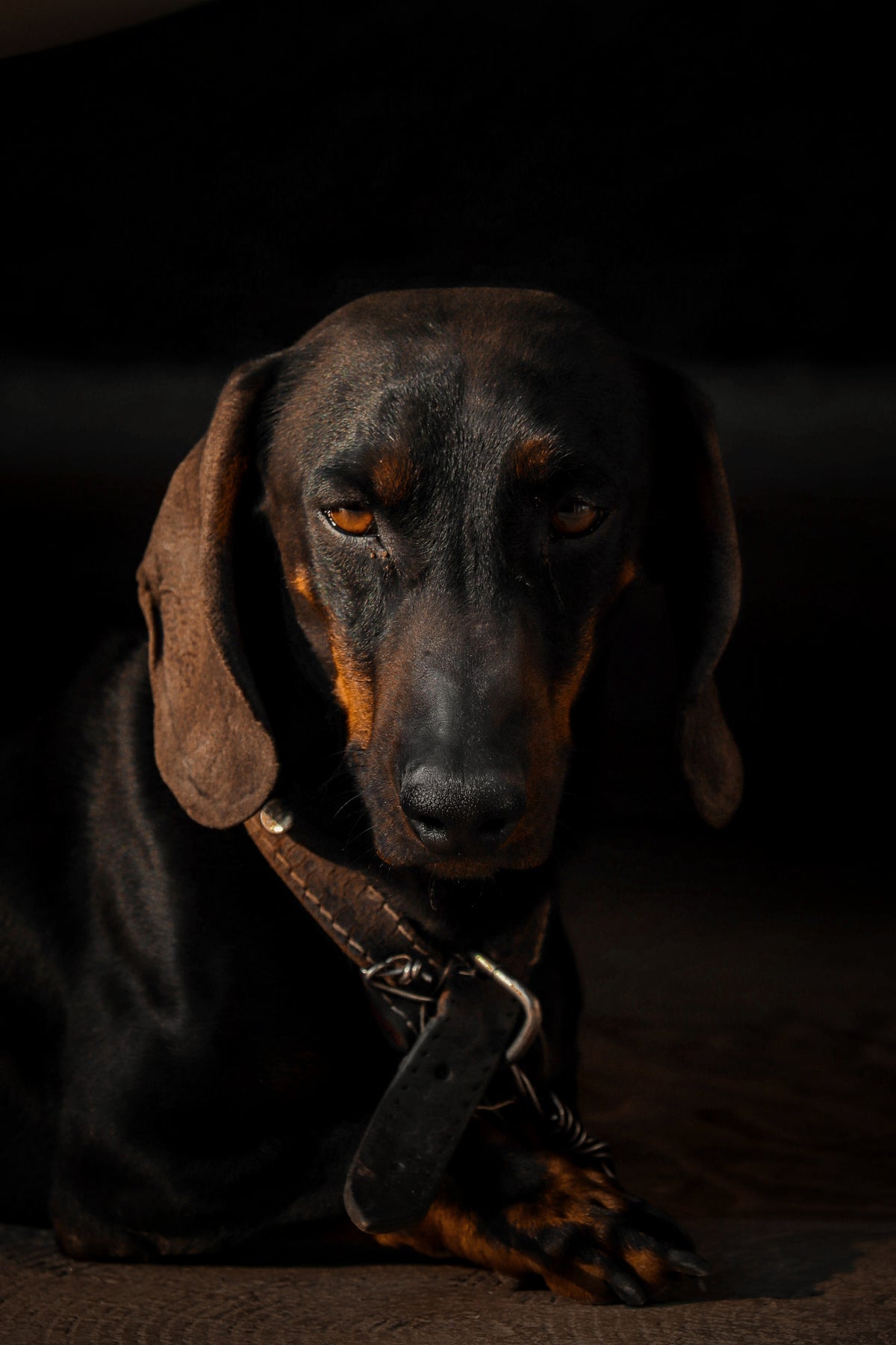 Gold-Buckle Leather Collar