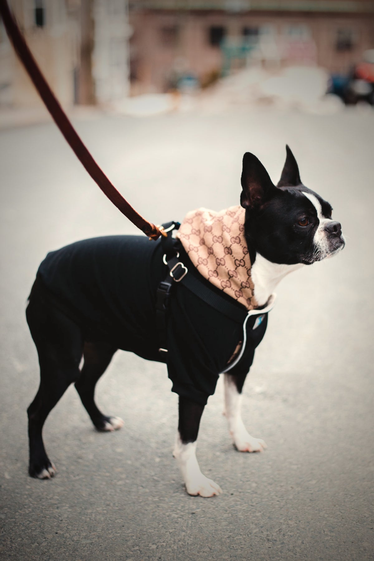 Italian Leather Dog Lead