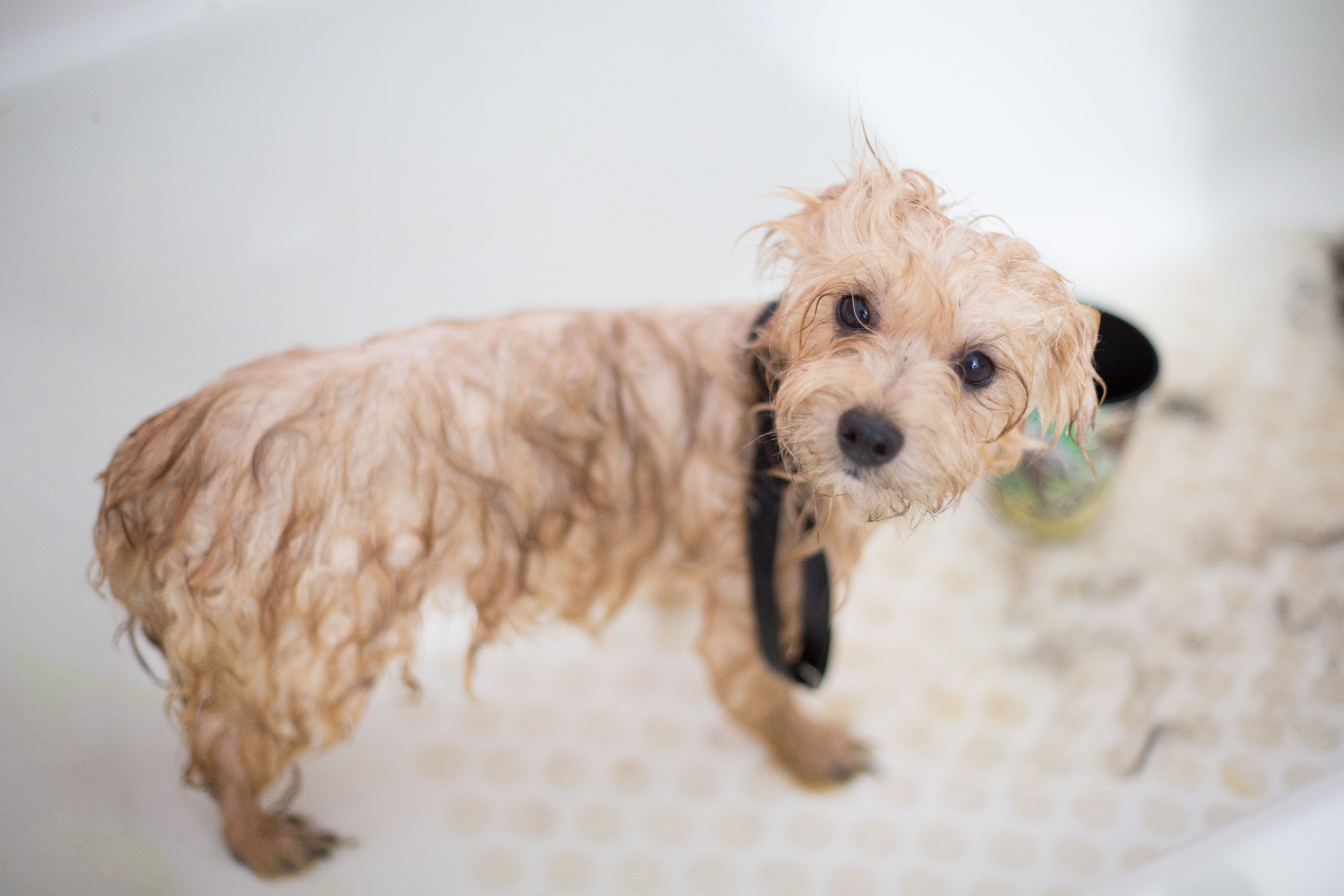 Silk Coat Conditioning Shampoo — The Canine Co.