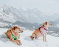 Padded Leather Harness — The Canine Co.