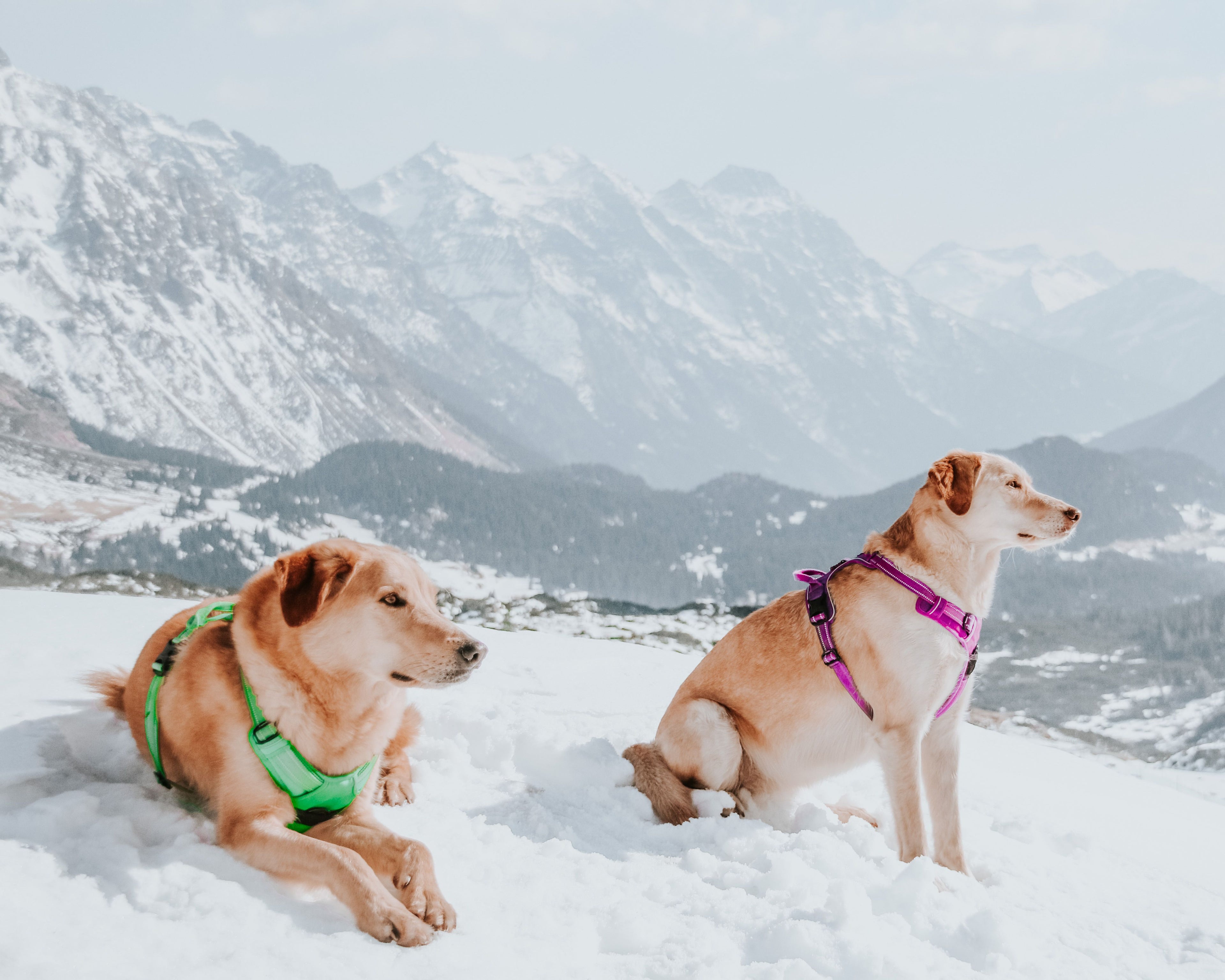 Padded Leather Harness — The Canine Co.