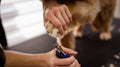 Stainless Steel Nail Trimmer — The Canine Co.