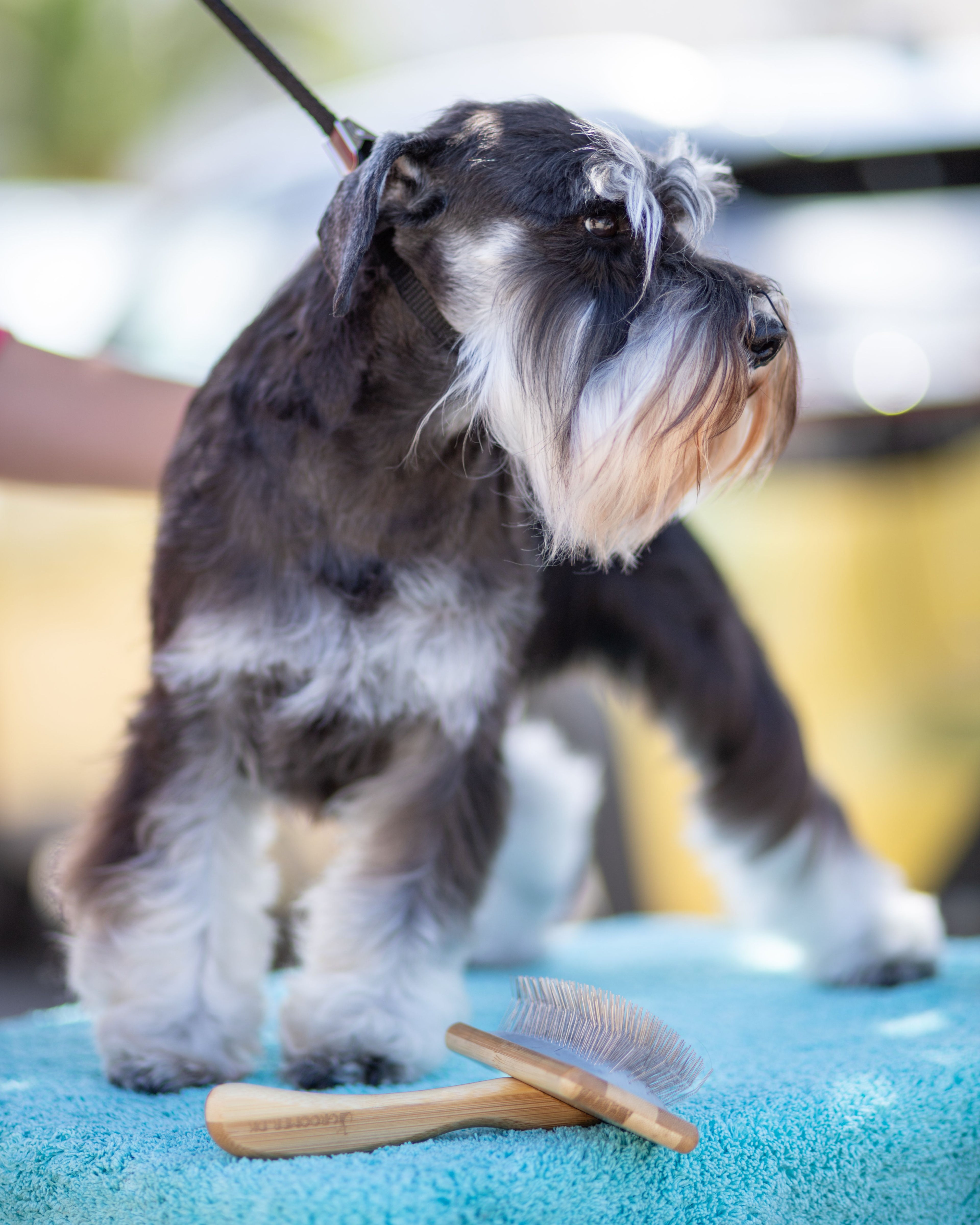 Boar Bristle Grooming Brush — The Canine Co.
