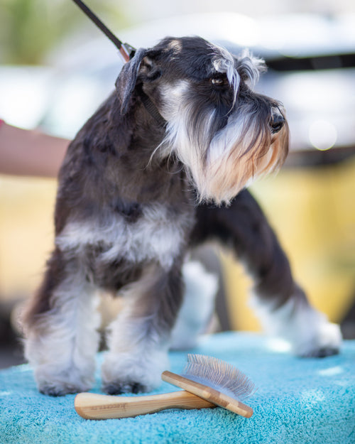 Boar Bristle Grooming Brush — The Canine Co.