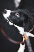 Italian Leather Dog Lead — The Canine Co.