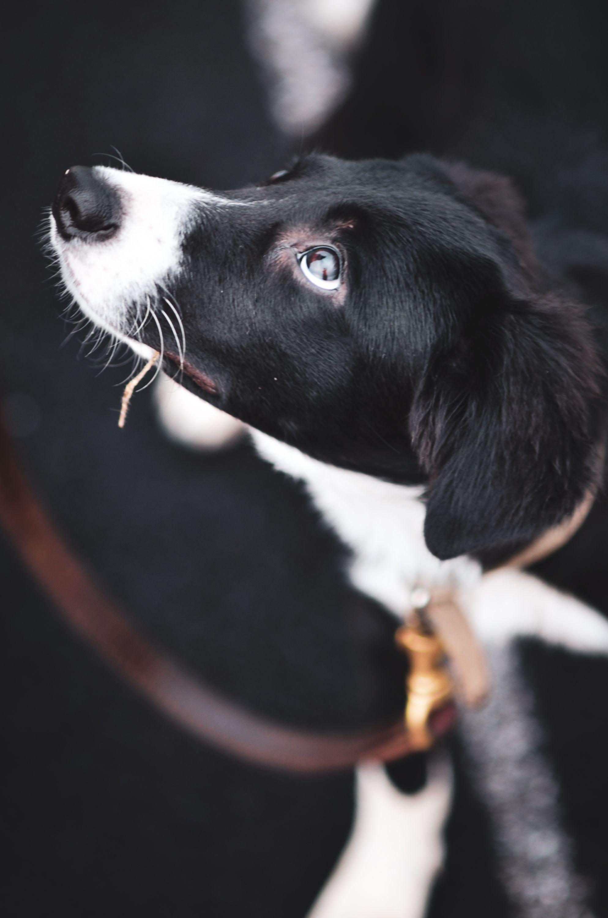 Italian Leather Dog Lead — The Canine Co.