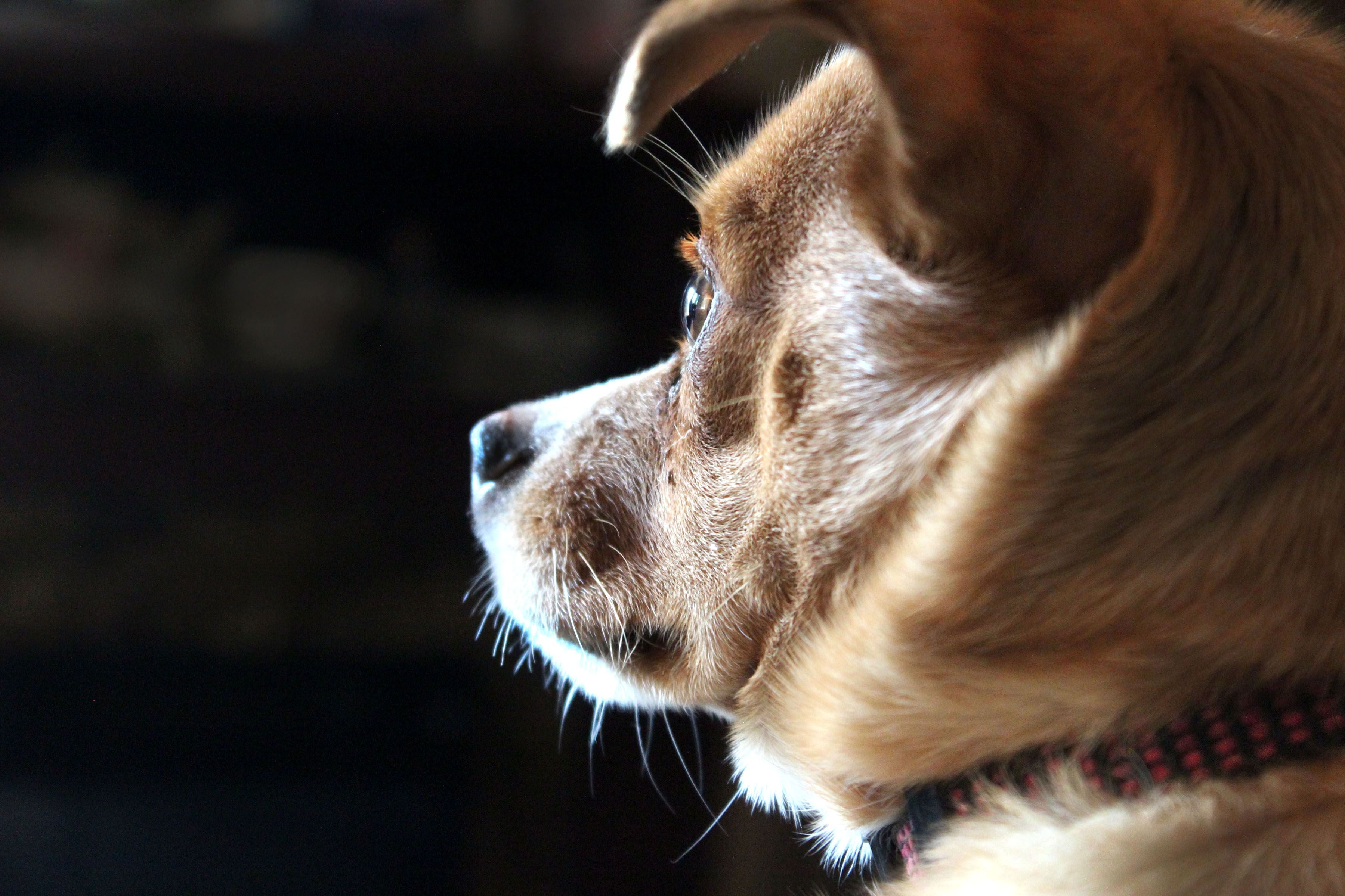 Gold-Buckle Leather Collar — The Canine Co.