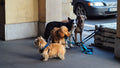 Premium Retractable Lead — The Canine Co.
