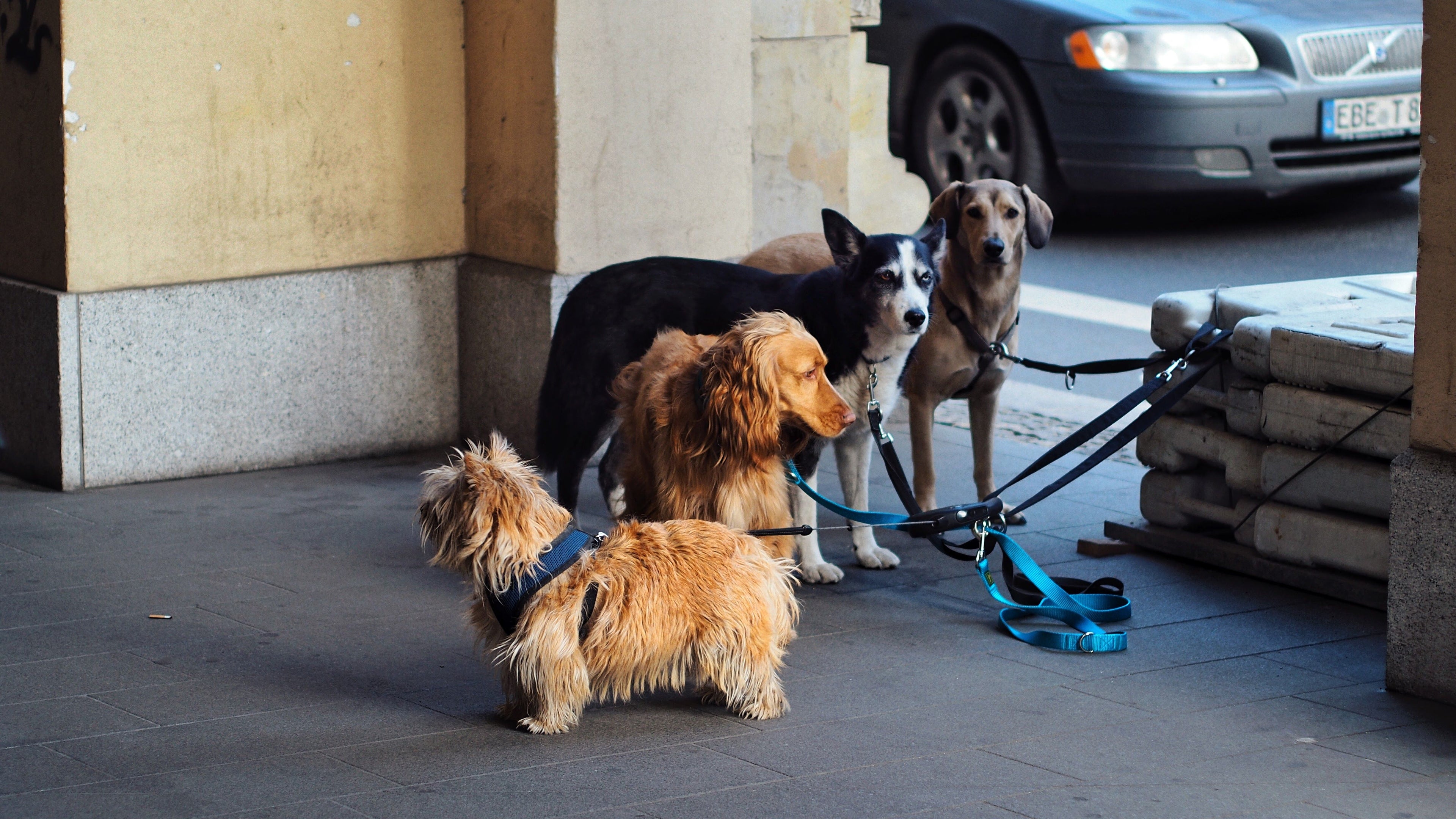 Premium Retractable Lead — The Canine Co.